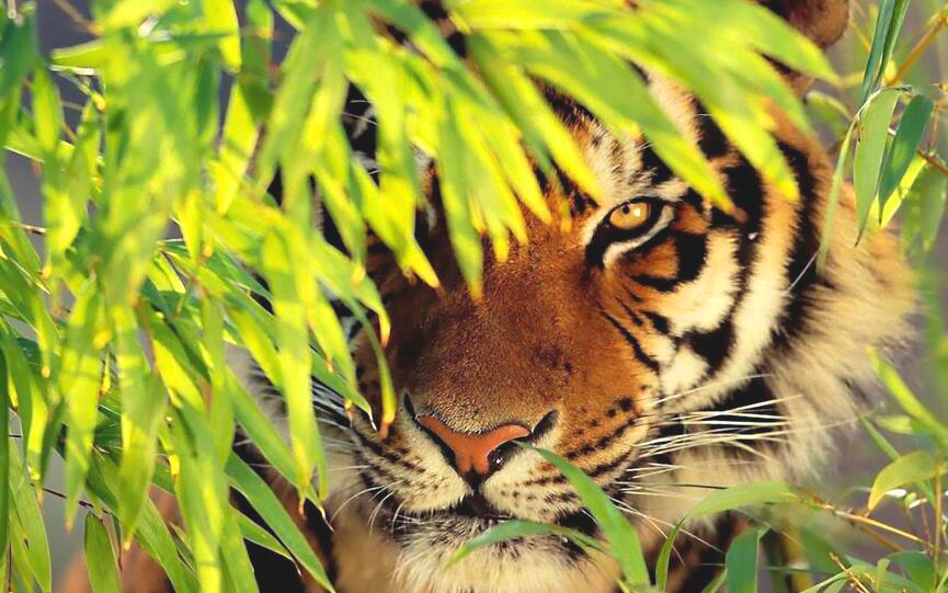 photo d'un tigre - photolangage Anim'Mots